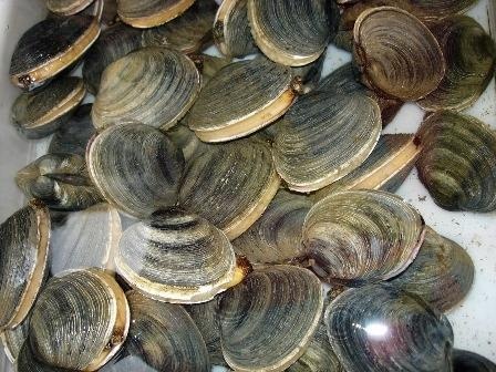 紫石房蛤知识科普,这些不能错过,应该让更多人知道!