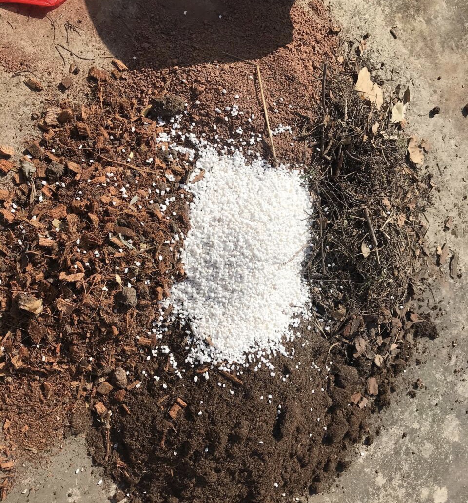 如何把"玉露"养多头?记住1个口诀,满盆肉肉向外溢