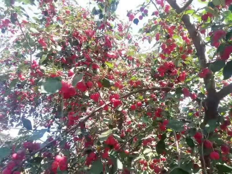 「本土」又是海紅掛枝頭,布爾陶亥的海紅子熟了