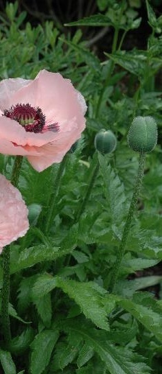 鬼罂粟你真的了解吗?鬼罂粟知识科普