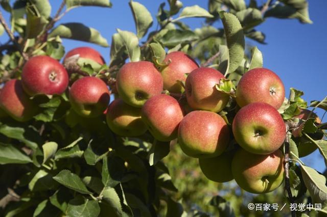 苹果枝条,叶片,根系生长发育习性