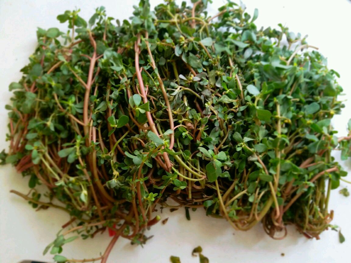 农村常见的马齿苋,美味又营养,但这几类人再喜欢吃也要忍住