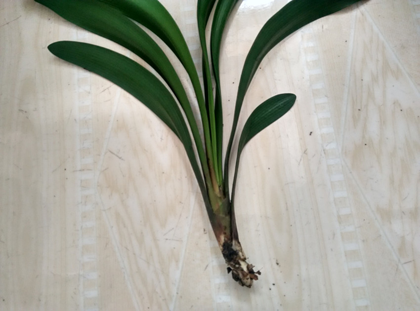 老爸把一盆全烂根的君子兰都给养活了,方法很简单,值得借鉴