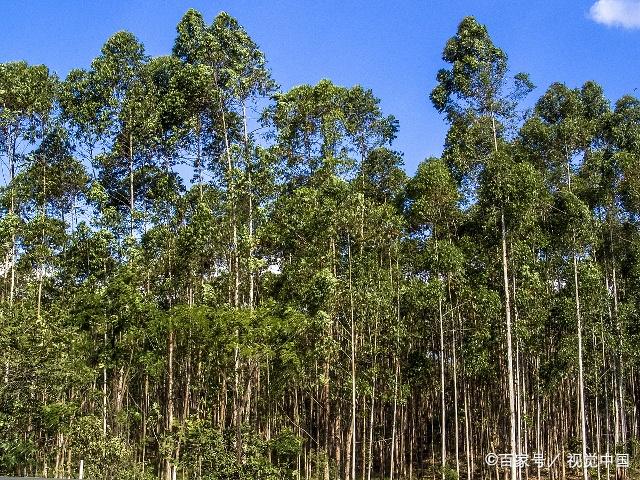 介绍 桉树(eucalyptus robusta smith)又称尤加利树,是桃金娘科,桉属