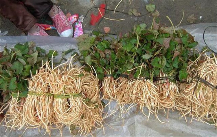 鱼腥草成为人们心目中的绿色健康蔬菜,是一种很不错的蔬菜