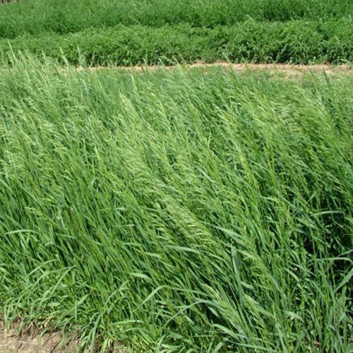 小麦- 热门商品专区