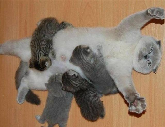 感觉身体被掏空!猫妈妈给7只猫崽喂奶,累到生无可恋