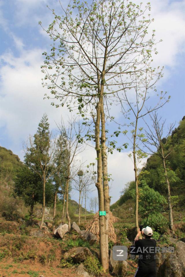 有了"摇钱树!水城一山村发现 3 万株野生山桐