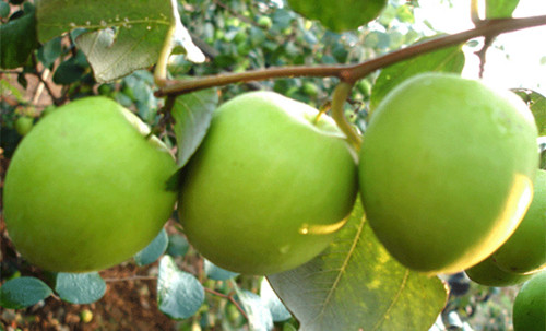 好啦,今天的美食分享就到这里啦, 感谢大家的观看,大家吃过大青枣吗?