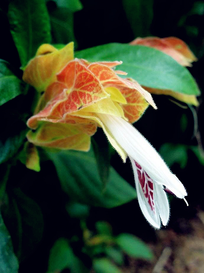 虾衣花,给这种花起名字的人肯定是个吃货,哈哈!