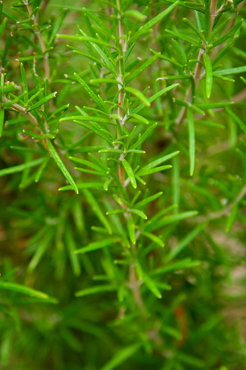 节节通草药主治图片