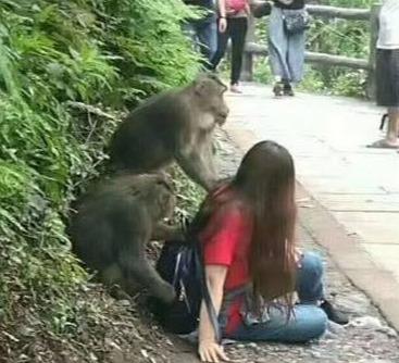 山中无老虎猴子称大王,峨眉山的猴子太放肆,姑娘都被欺负哭了