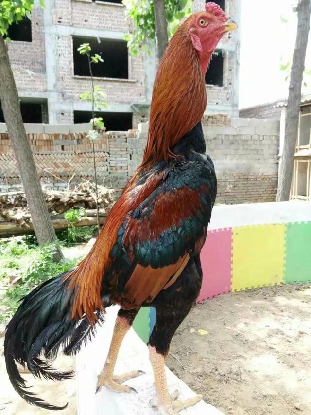 出壳就开打的鸡界战斗鸡,如今却濒临灭绝