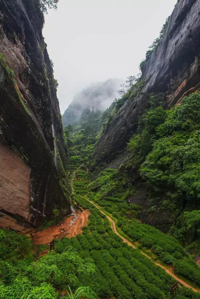 武夷岩茶之"三坑两涧—纯正的正岩味道