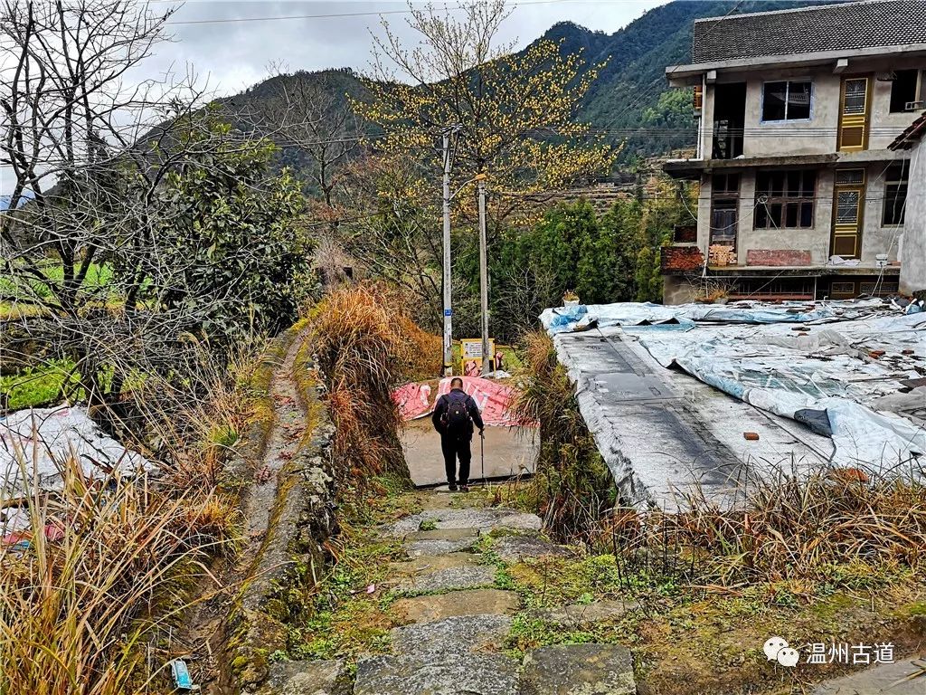 象鼻头岭古道丨一条横亘于永嘉深山大岙间的古道