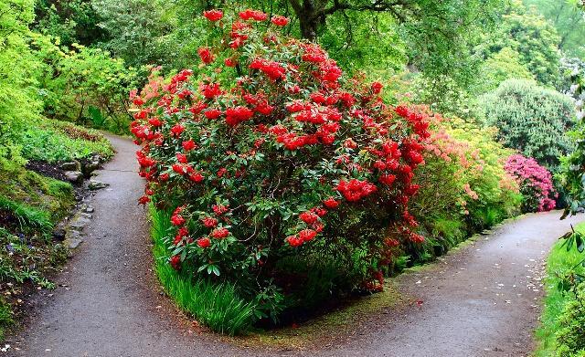 加菲尔植物园,位于芝加哥的郊外,是一个美丽的历史植物园