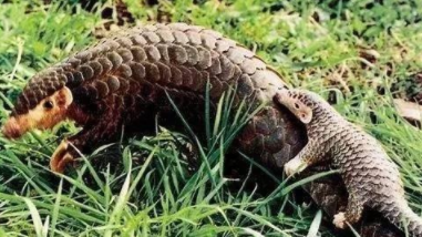 公益大使杨颖,呼吁大家拒绝用穿山甲通乳,本是好心却办了坏事?