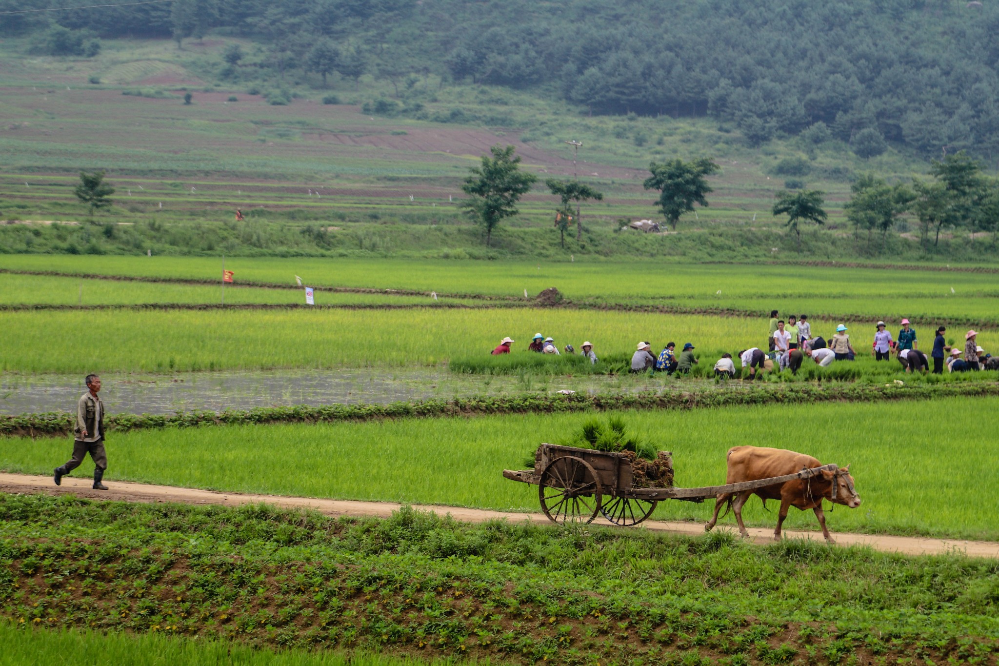 朝鲜图集:实拍朝鲜农民生产生活的场景!