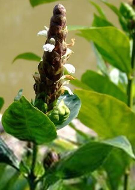 对云南山壳骨你了解多少?云南山壳骨知识大全