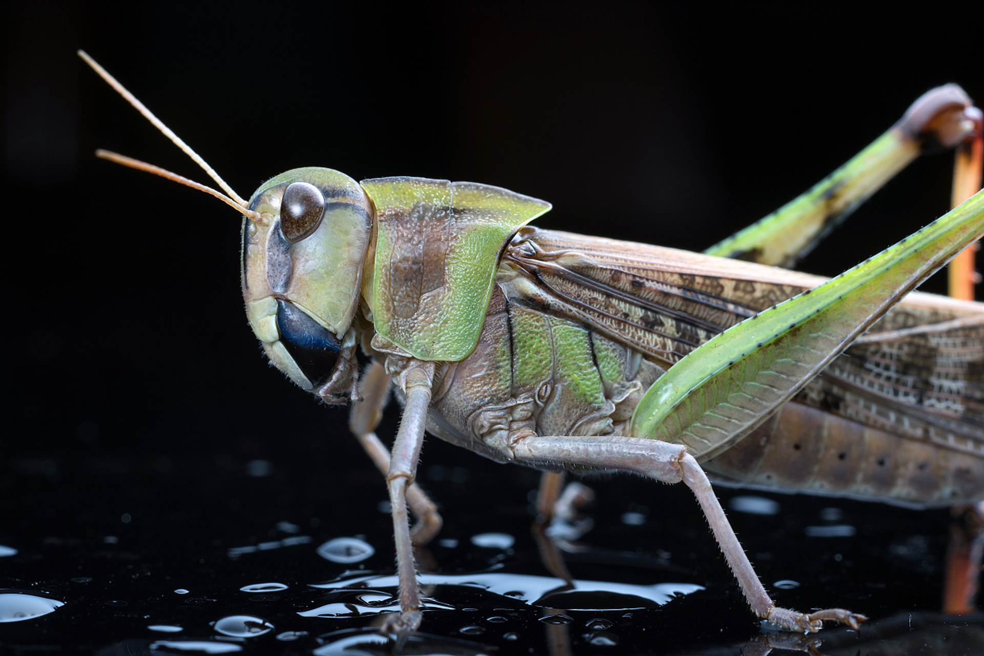 跳蝻,即蝗虫的幼虫,因没有翅,能够跳跃,故称跳蝻.