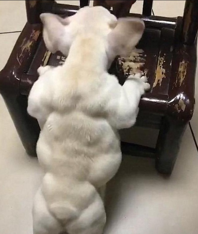 法斗沉迷健身,变成"肌肉狗",网友:活久见,人不如狗