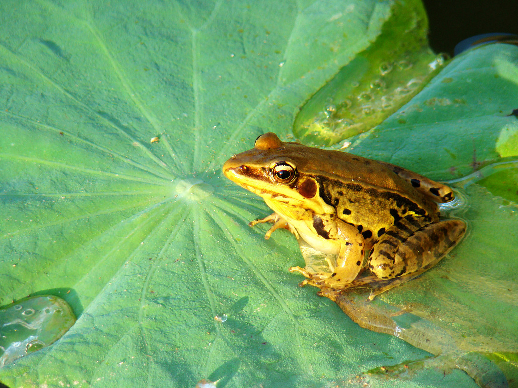 第一次见,这是青蛙吗?你们那家乡话叫它啥?#动物趣图