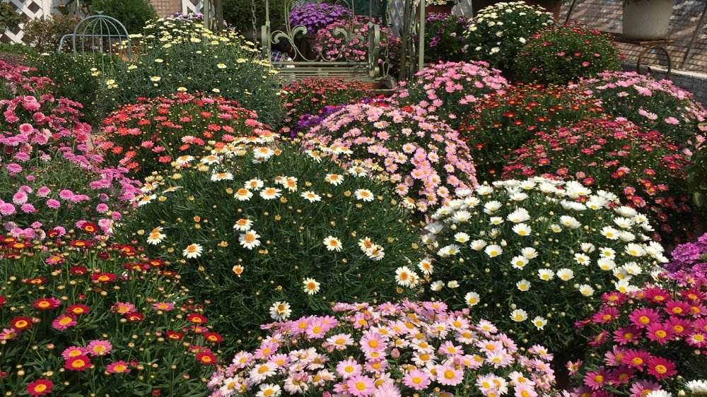 玛格丽特花,原名:木茼蒿,又名木春菊,法兰西菊,原产北非加那利群岛.