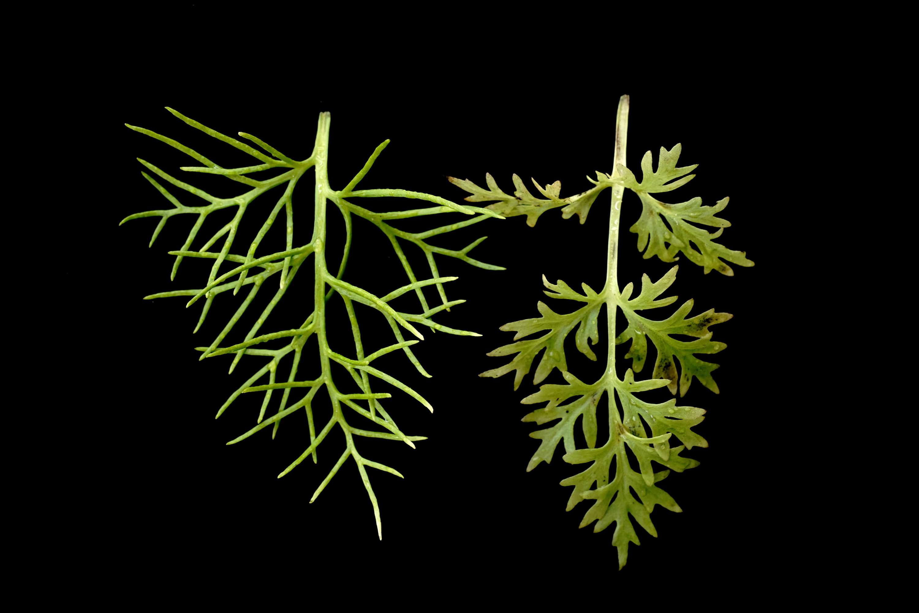 上海多地发现国家二级重点保护野生植物粗梗水蕨(1)