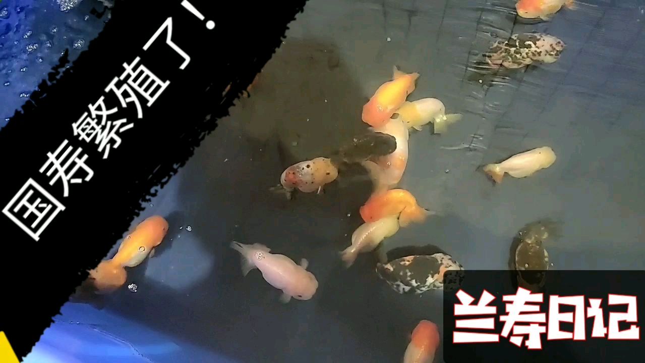 国寿金鱼繁殖了 真热闹