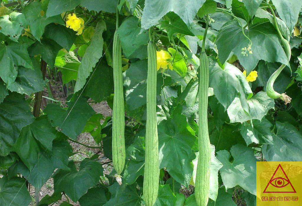 小丝瓜有大功效,帮助人体改善失眠,过敏,还能抗癌!