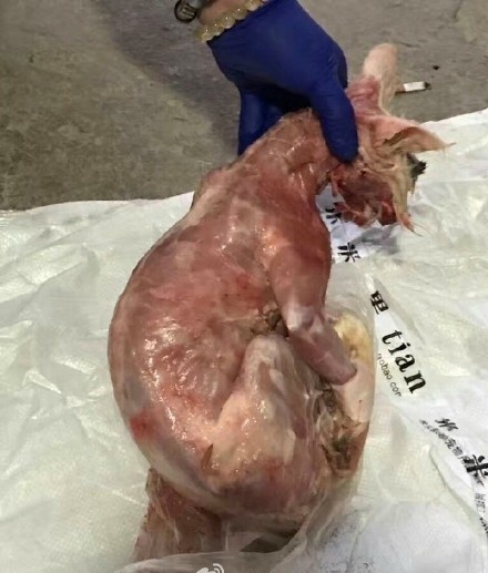 买猫后因没钱养猫,将猫剥皮还给宠物店!可以不要!但是不要伤害