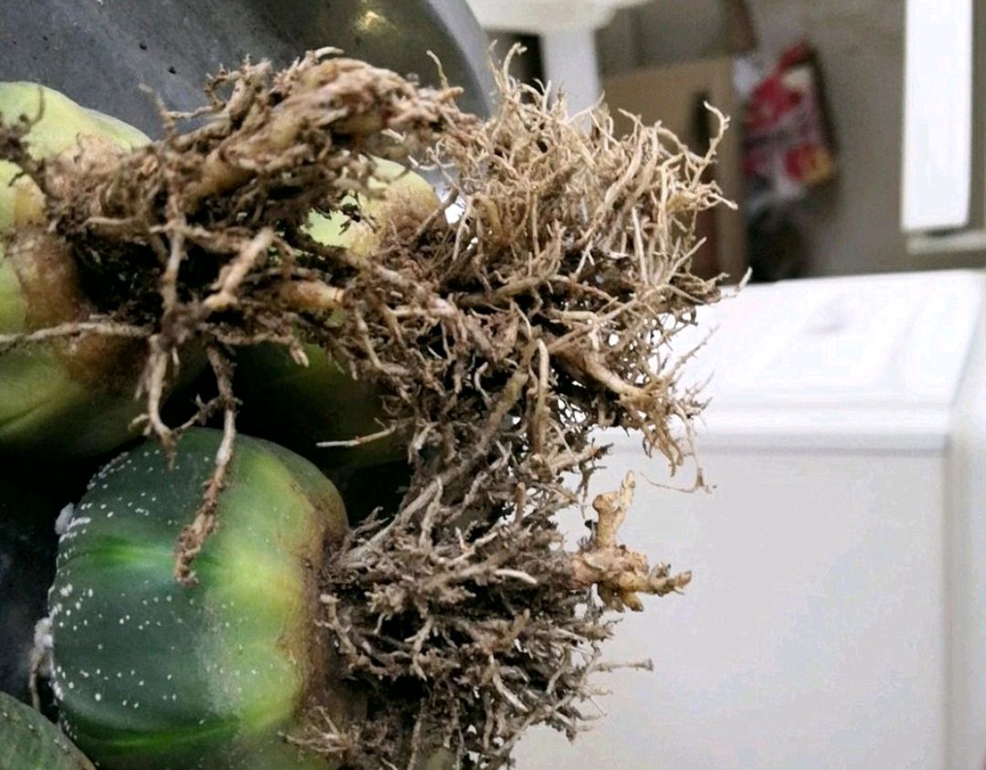 烂根的仙人球讨人厌?一狠心,剪了丢在墙角懒得管,居然爆根了