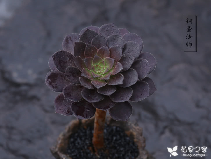 黑法师的花语/寓意:"庄严,美丽,神秘".