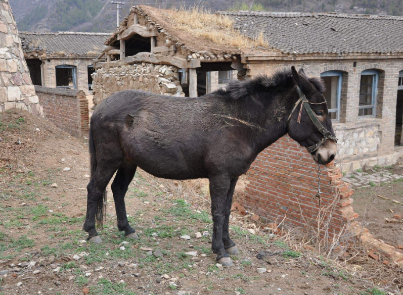 3,在日常饲养的时候,因为骡子是驴和马的杂交后代,而且驴和马都是一种