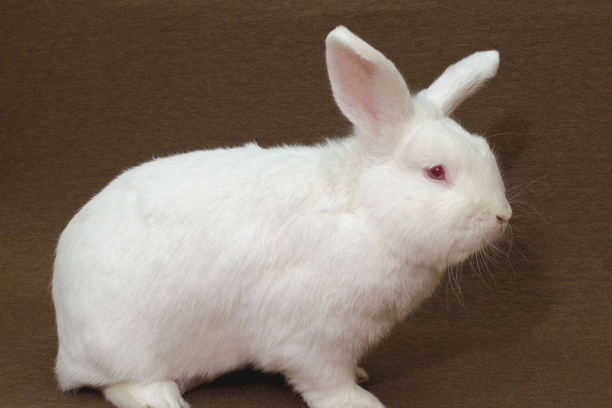 荷兰兔是一种受欢迎的宠物和观赏动物,其独特的外貌和色彩使其成为