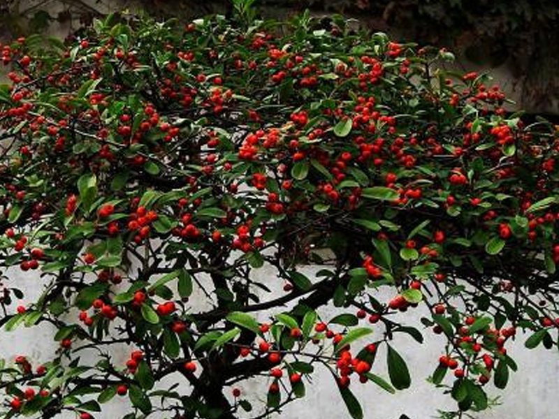 这种农村常见的植物,小孩子最喜欢果实,农民却拿来当柴烧