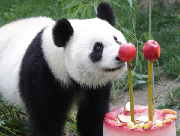 旅居西班牙大熊猫"竹莉娜"迎2岁生日 吃蛋糕庆祝