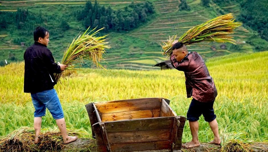 中国5000年的传统农业经营模式如何与现代智慧农业有效对接?