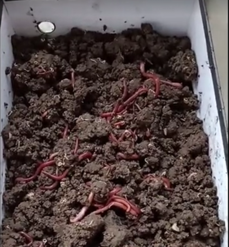 励志!美女大学毕业回乡养蚯蚓年入百万,生日送自己一辆奥迪车!