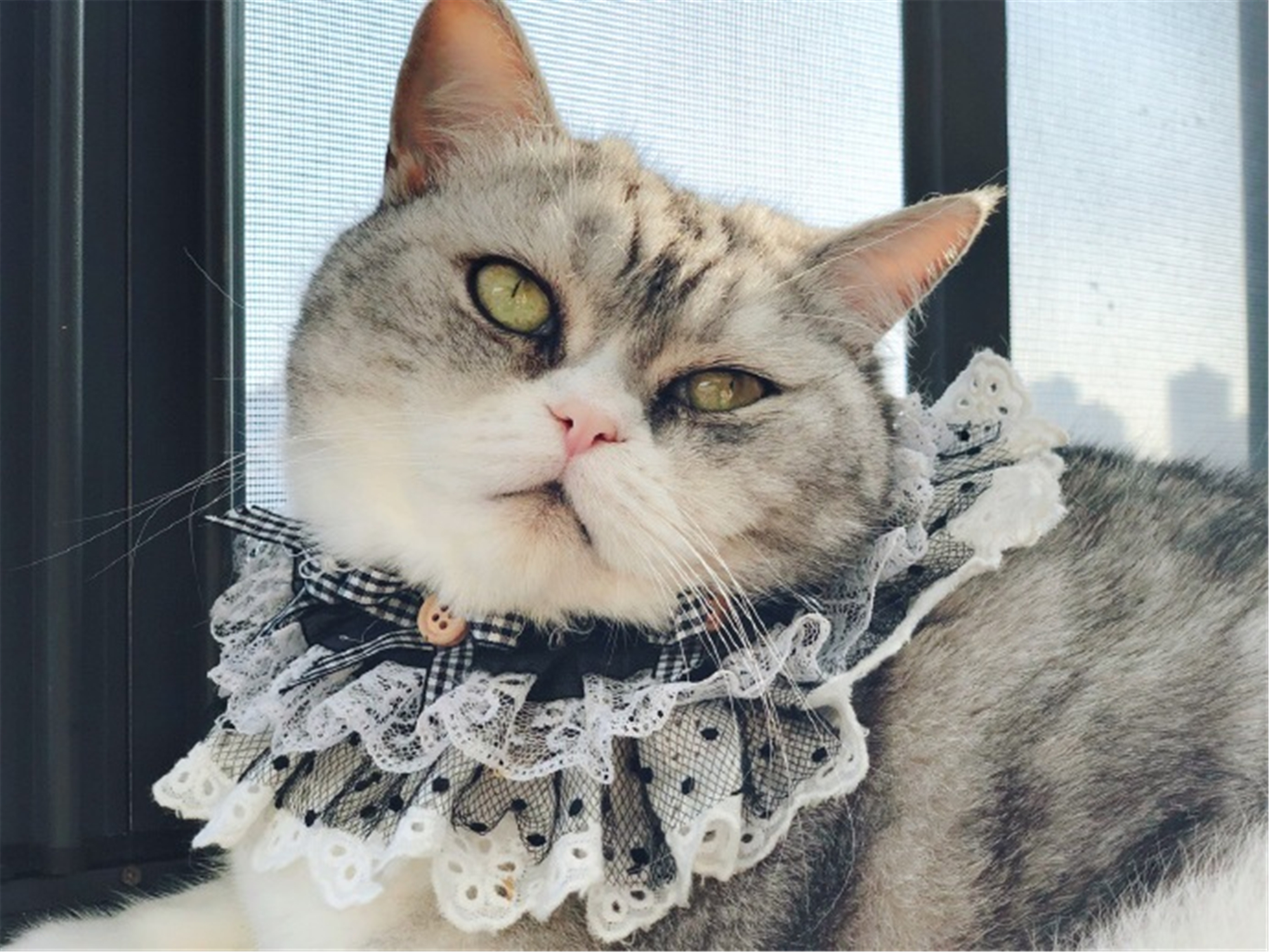 猫咪因调皮被铲屎官戴上花项圈,网友:这是哈士喵