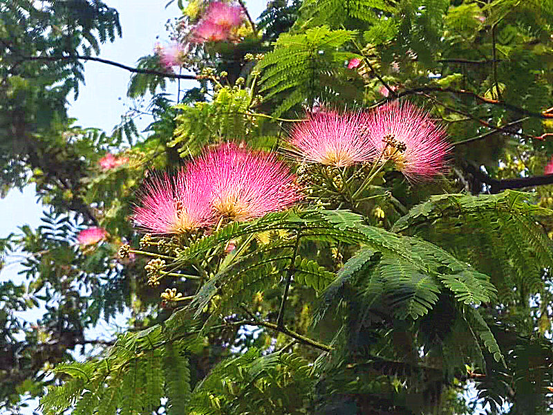 绒花树 