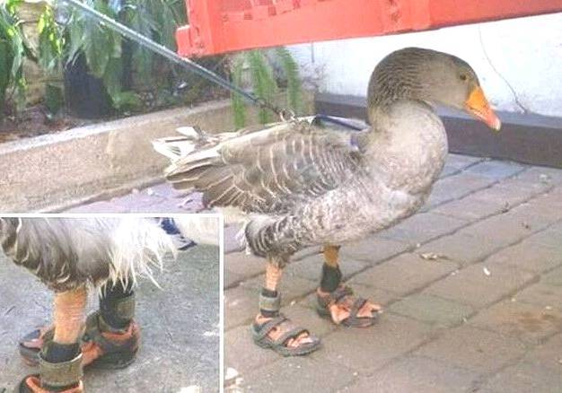 小女孩怕鸭子脚冷给穿了鞋,结果鸭子淹死了!