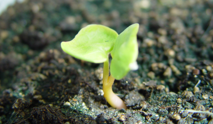 茉莉花刚发芽的样子图片