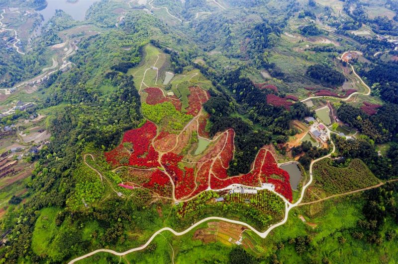重庆巴南:春风拂过松木嘴,漫山红枫似彩霞