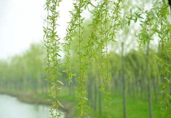 柳树芽可以吃?很多人都不知道它的药用价值,这个春天尽量别错过