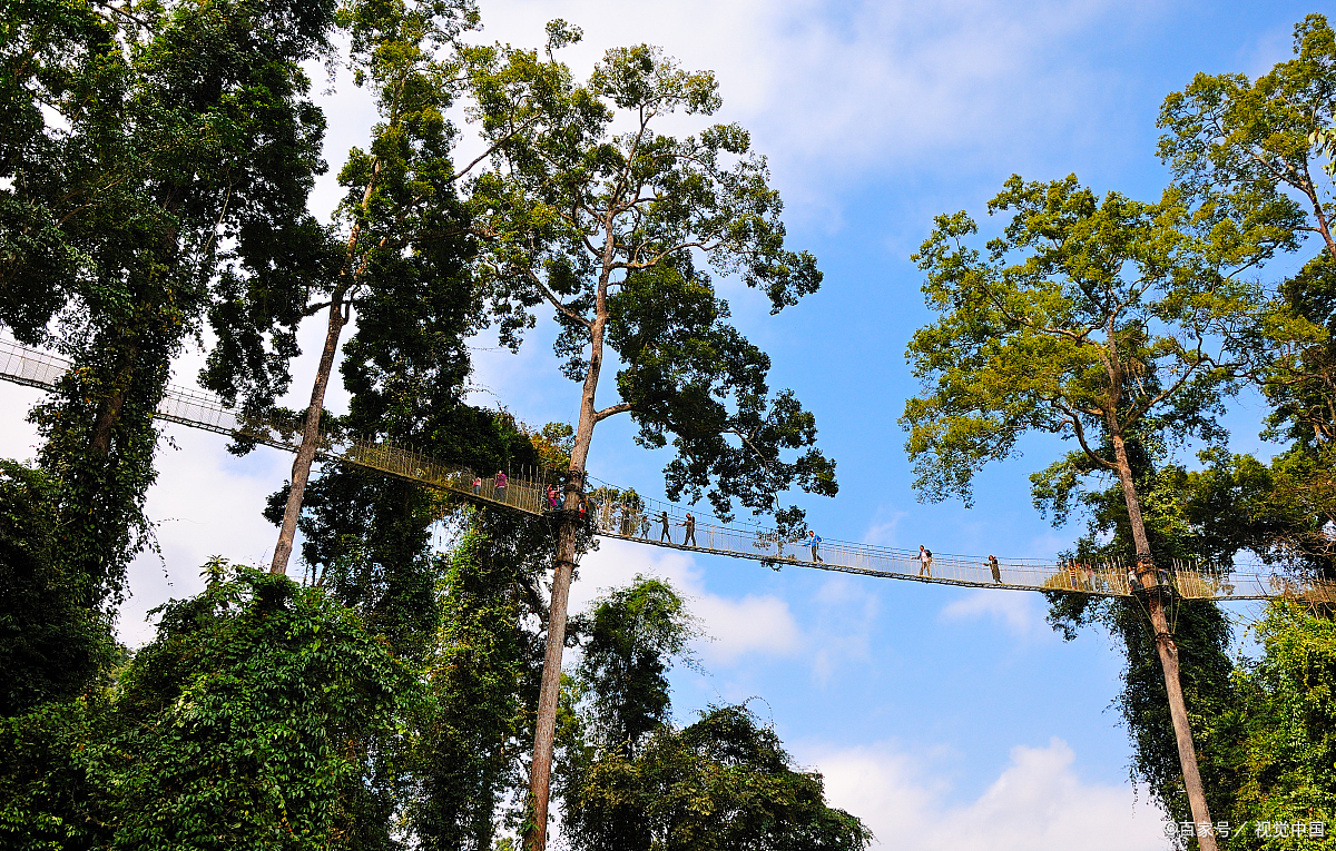 西双版纳望天树:中国长得最高的树,挑战世界最高树冠空中走廊