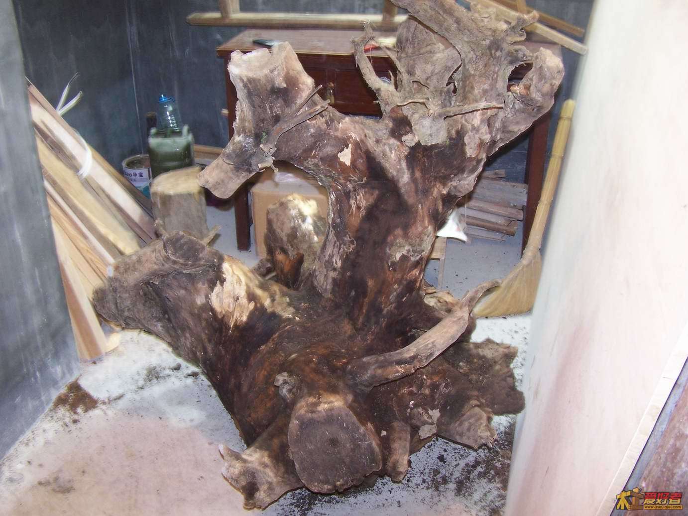 农村这种树根用来当柴烧,殊不知它价值珍贵,有人靠它发财15一斤