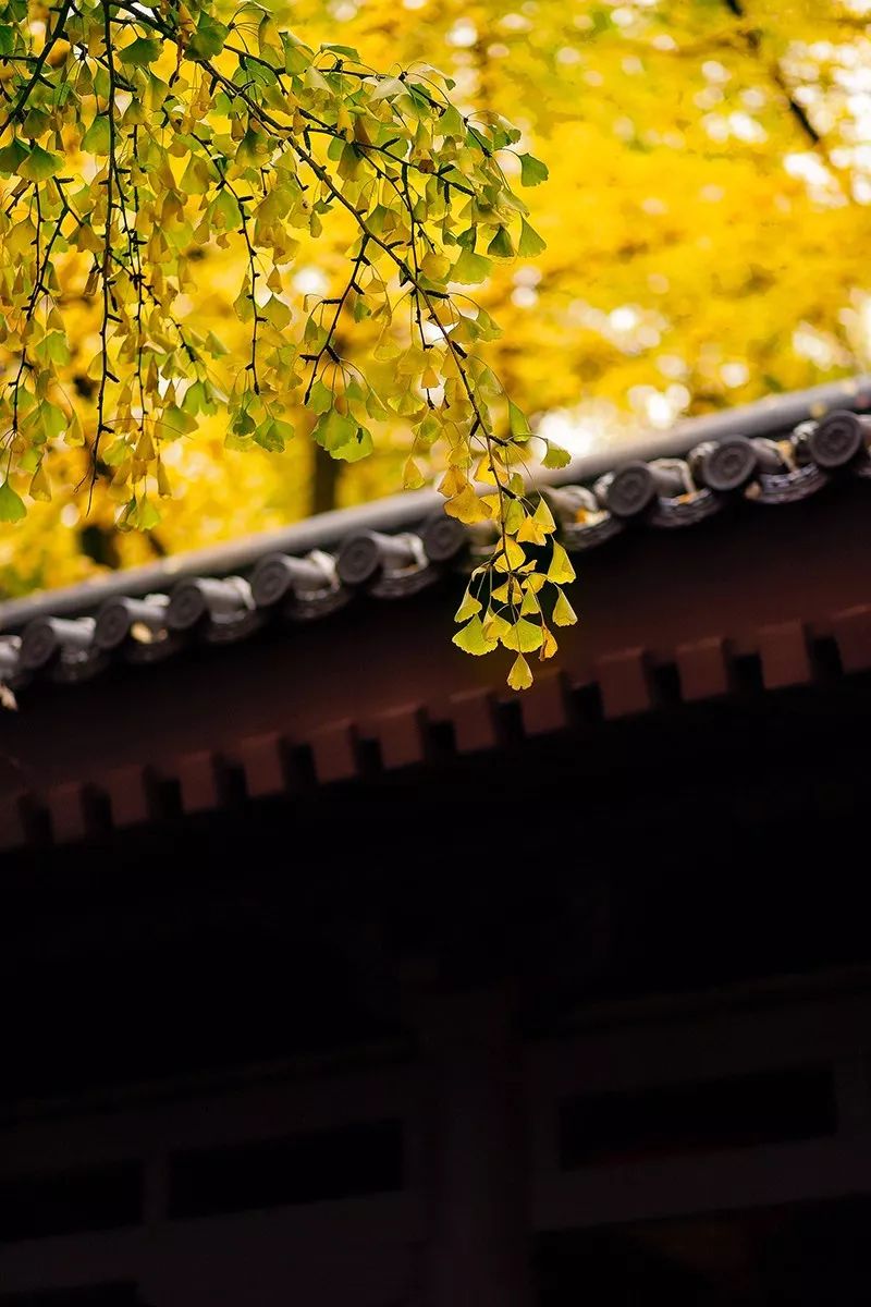 (摄影:郎亚,鸢尾,张小川 ) (摄影:刘睿) (摄影:谷文浩) (摄影:慧禅