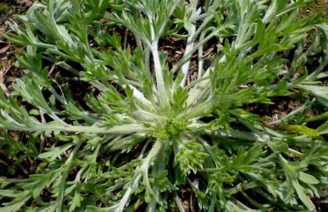 提个醒:在路边遇见这种野草,一定要拔回家,现在知道还不晚!