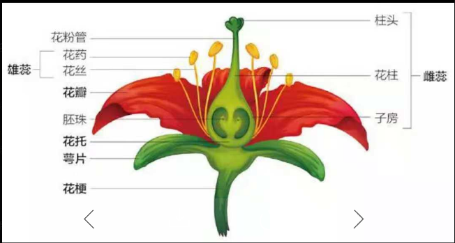 你知道什么叫一朵完整的花吗?植物学家告诉你,这个问题不简单